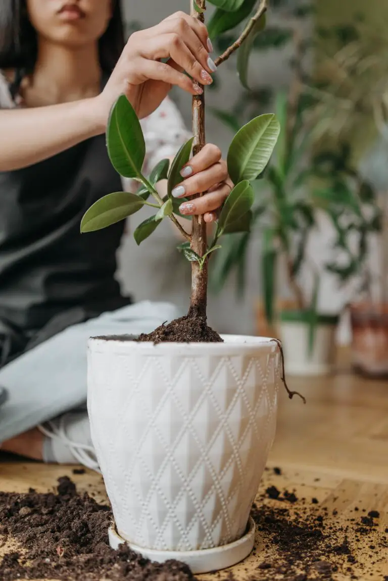 Crassula plant care instructions with a healthy green Crassula in a white ceramic pot