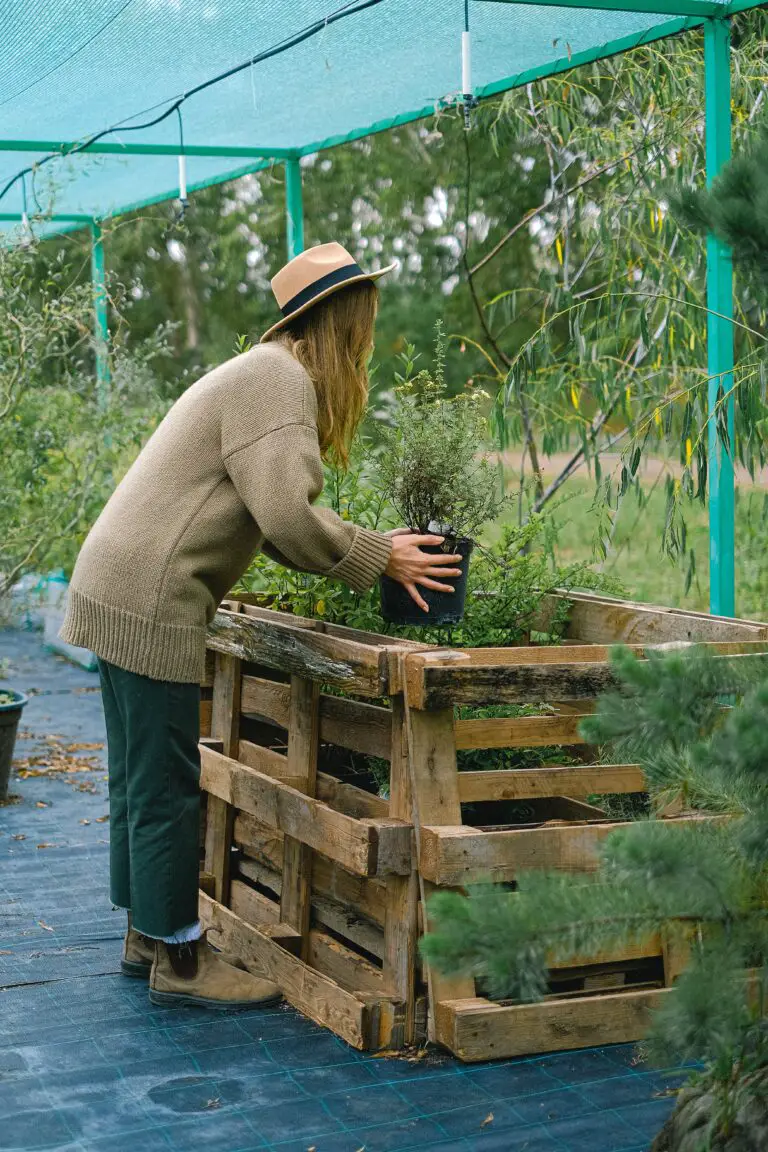 Crassula plant care mistakes showing gardener placing potted plant on bench