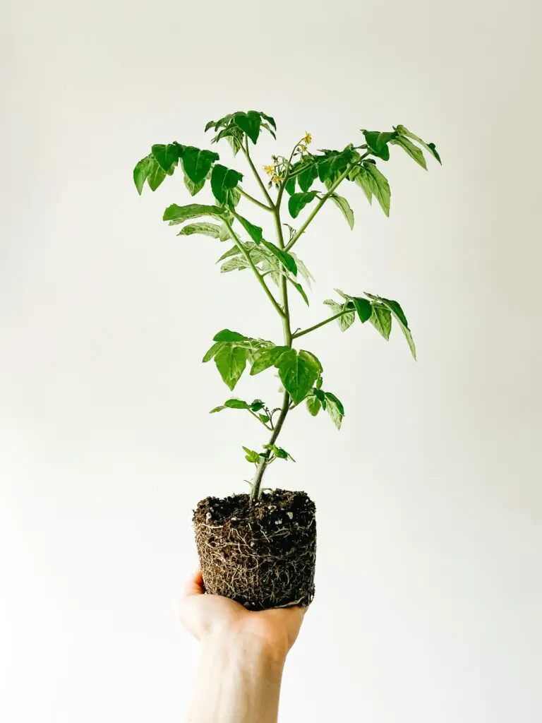 Crassula plant cared for by crop person holding pot with green plant