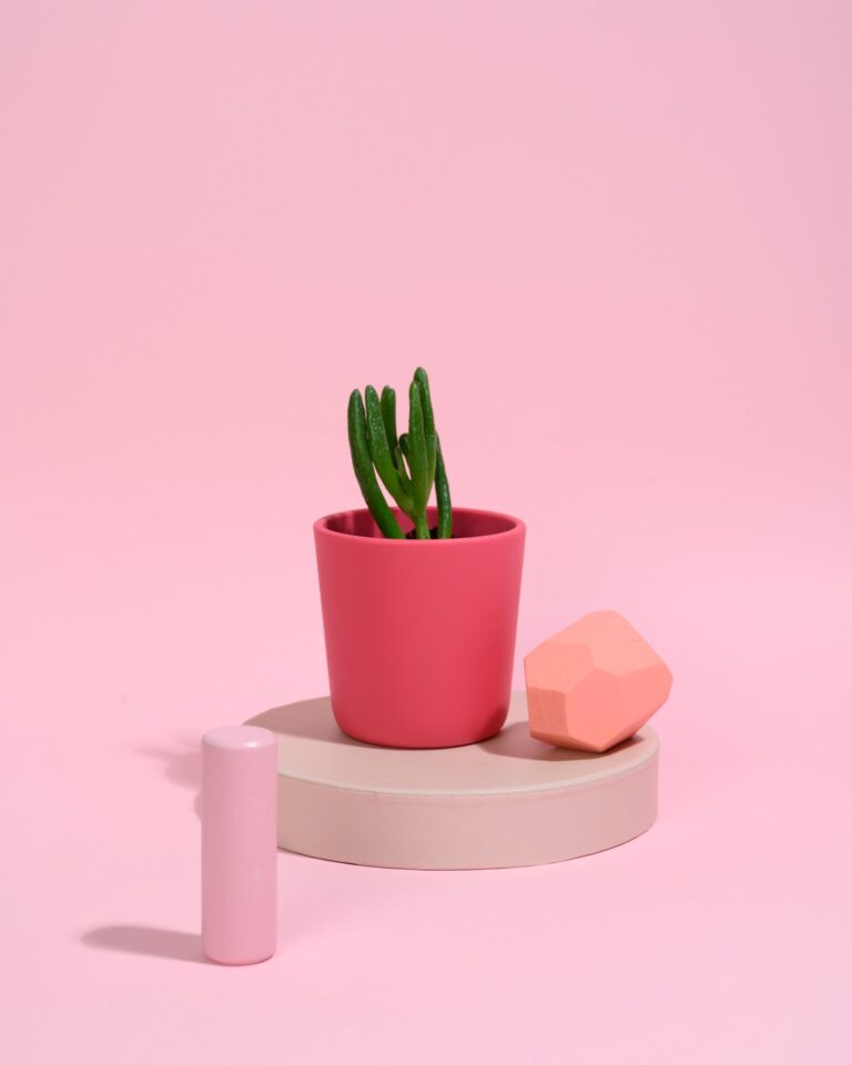 Crassula plant cutting on a pink vase