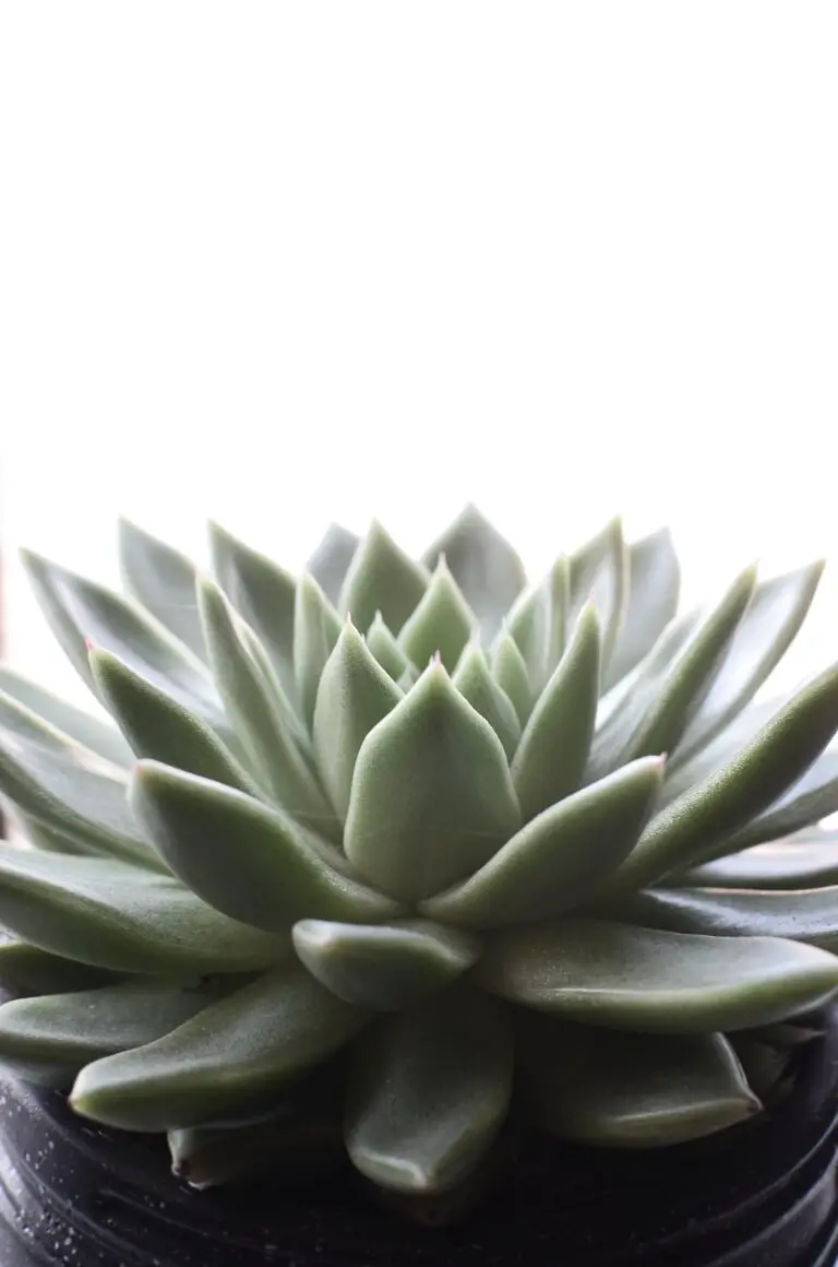 Crassula plant potting soil on windowsill at home