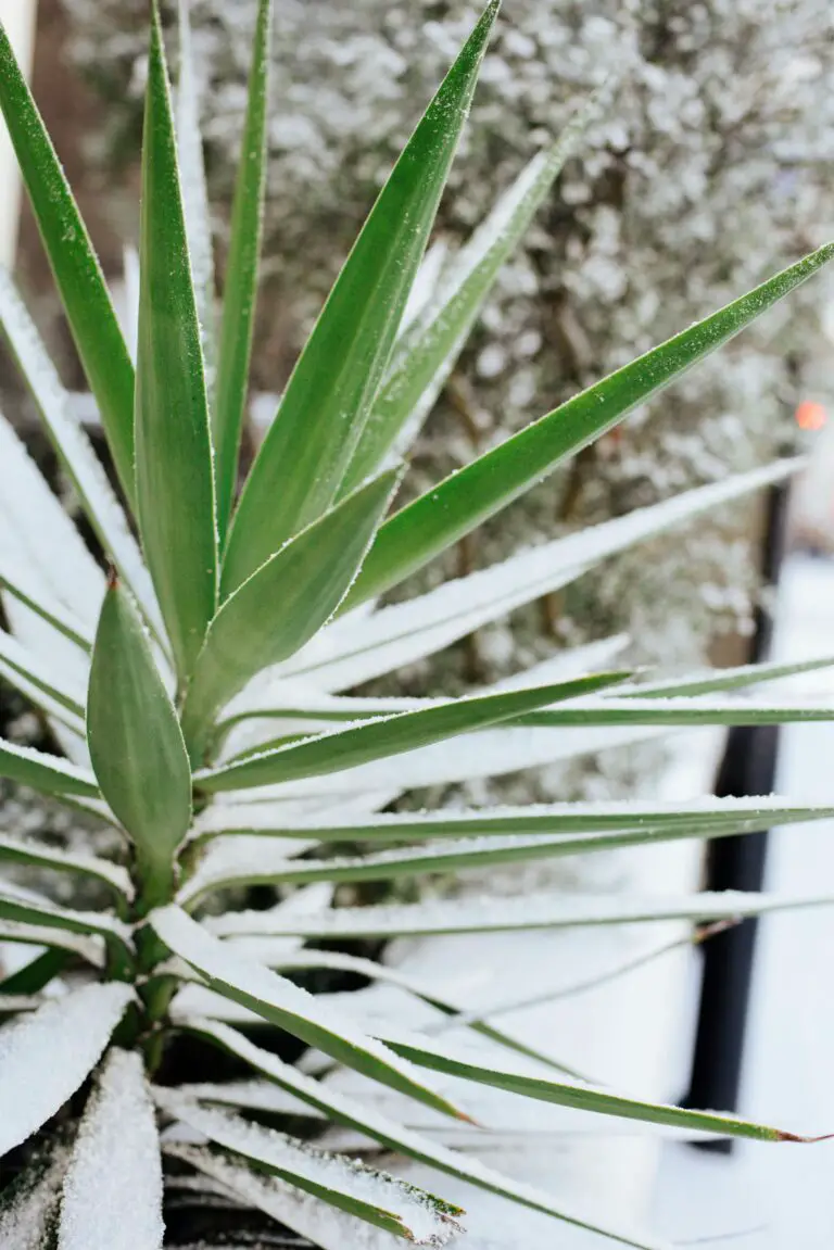 Crassula plant temperature tolerance on snowy street