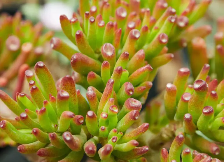 Crassula plant thriving in favorable environment