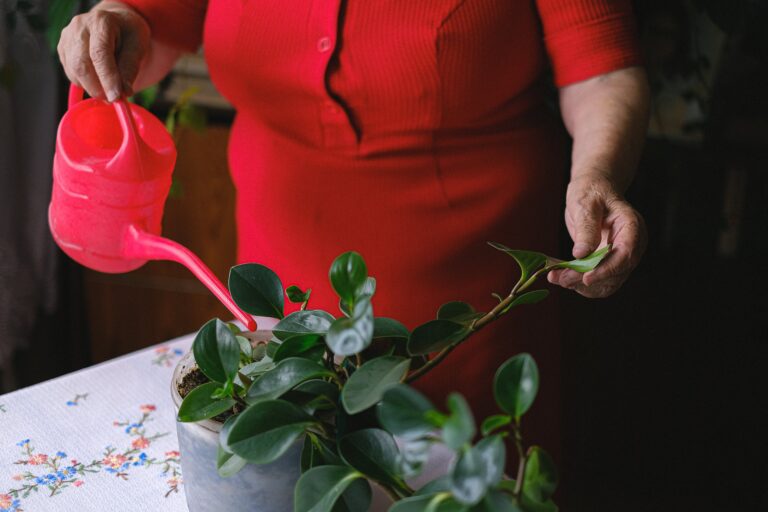 Crassula plant watering techniques explained