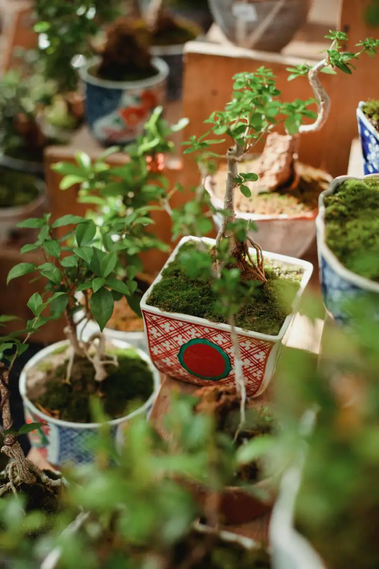 Crassula plants enhancing the beauty of indoor garden spaces