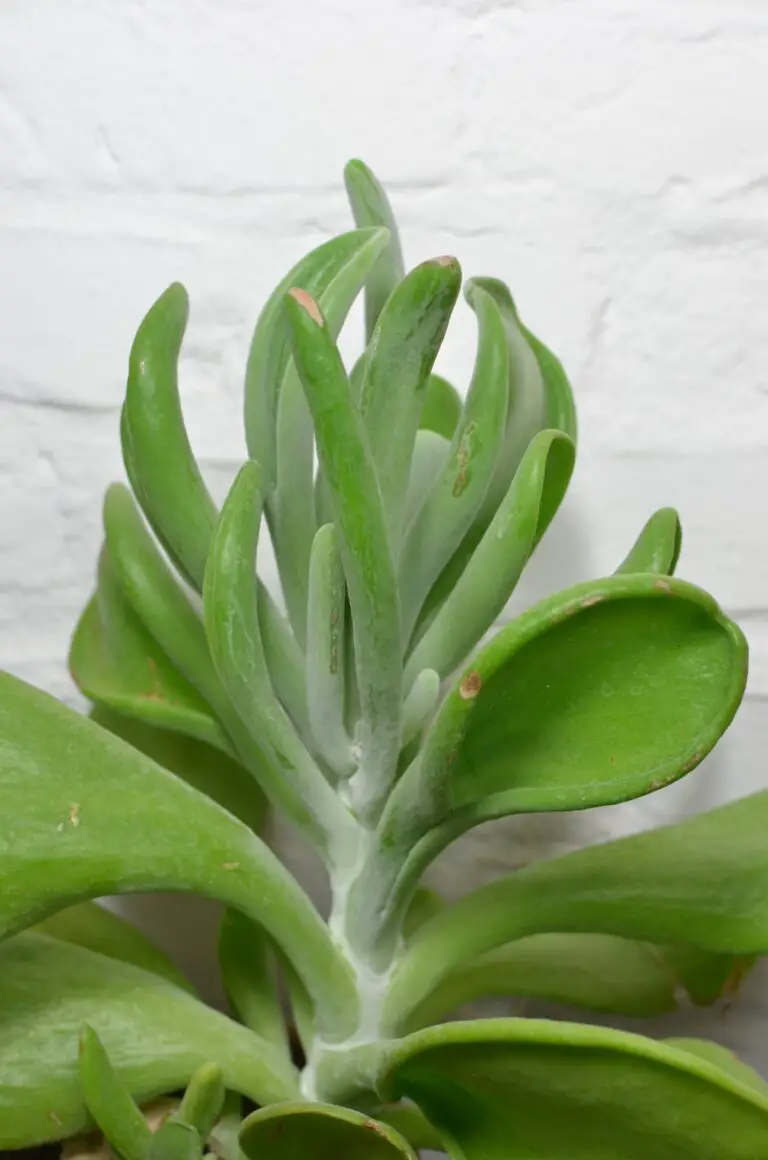 Crassula propagation with lush green leaves and wavy stems growing in natural light