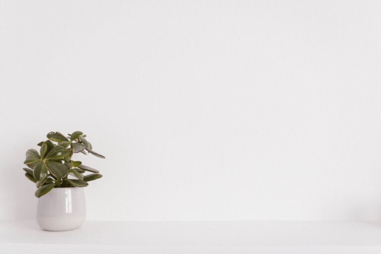 Crassula succulent in a white ceramic vase