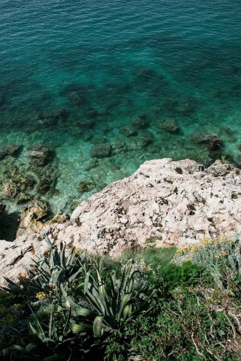 Crassulacean Acid Metabolism ecosystem with a rocky coast near rippling blue water