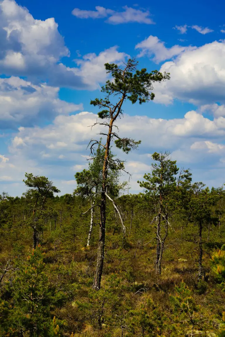 Crassulacean acid metabolism process illustrated with rebirth of forest after acid rain