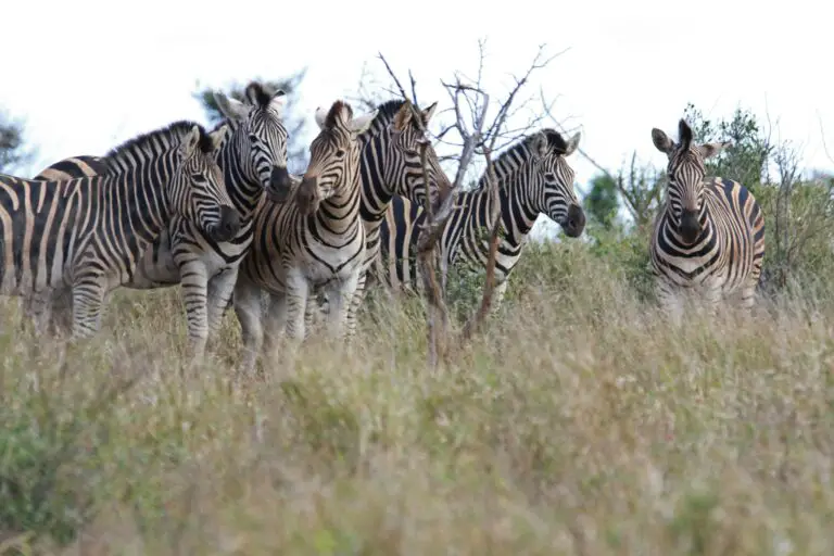 Crassulacean conservation - Zebra Herd Tilt-shift Lens Photography