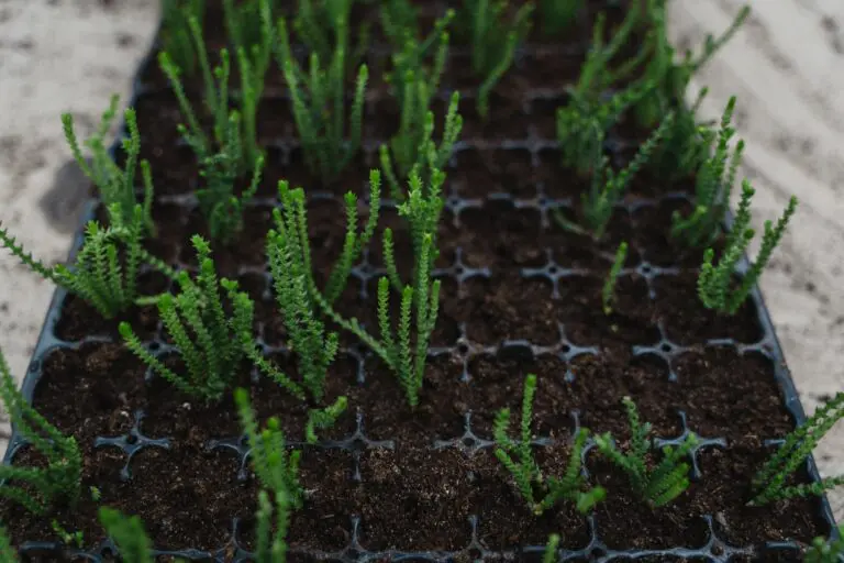 Crassulacean plant adaptation strategy with green Crassula Muscosa seedlings