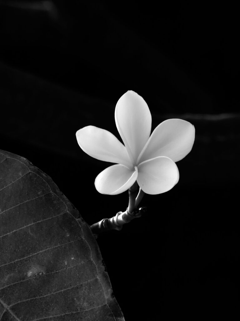 Crassulacean plant - free stock photo of black and white, flower, white flower