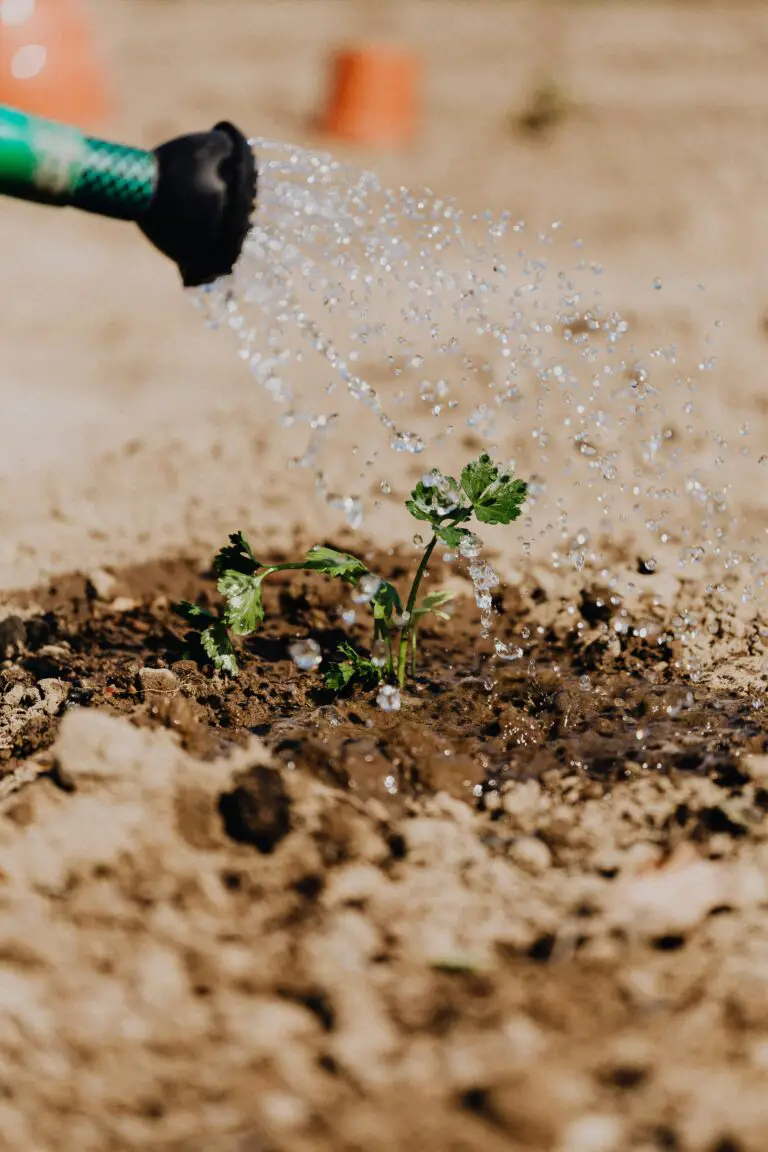 Ideal soak-and-dry watering technique for Crassula ovata