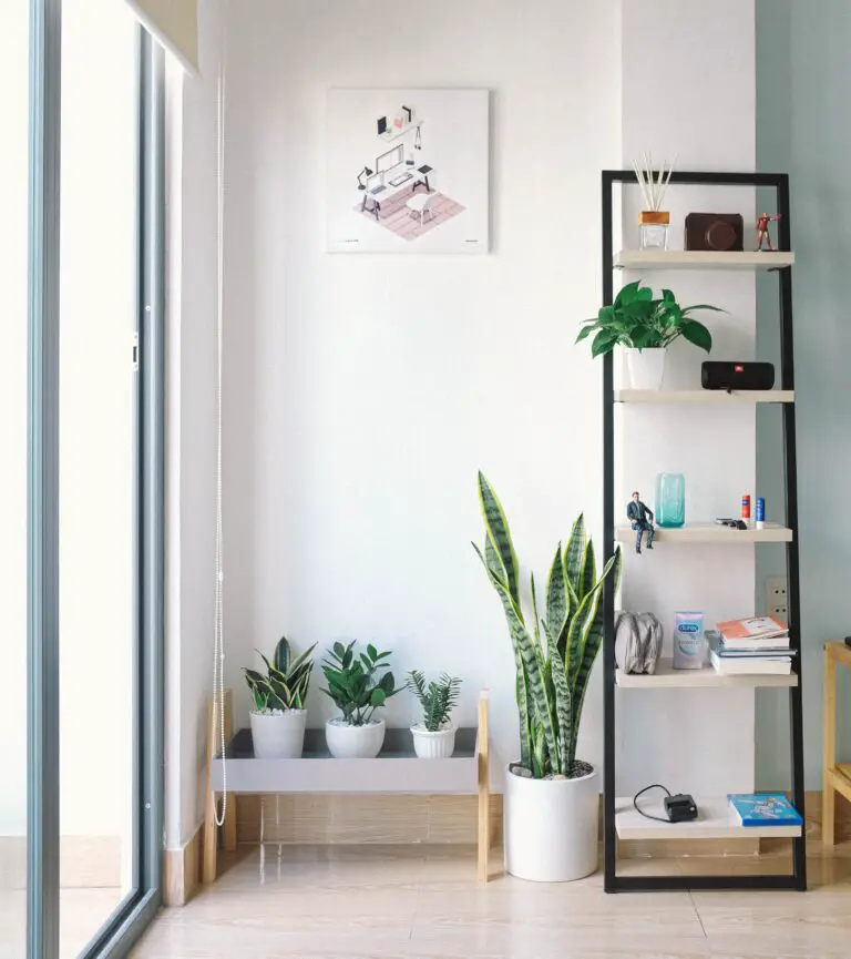 Jade Plant on White and Black Wooden Display Rack