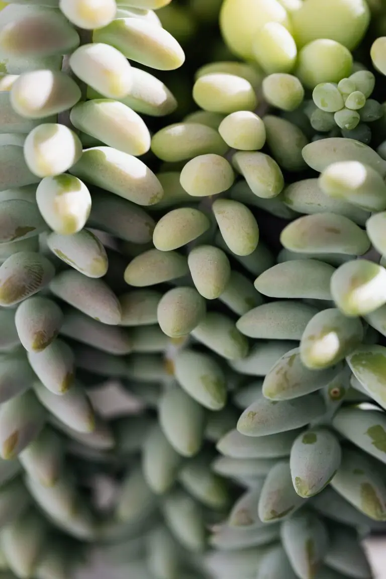 Jade plant thriving in home environment