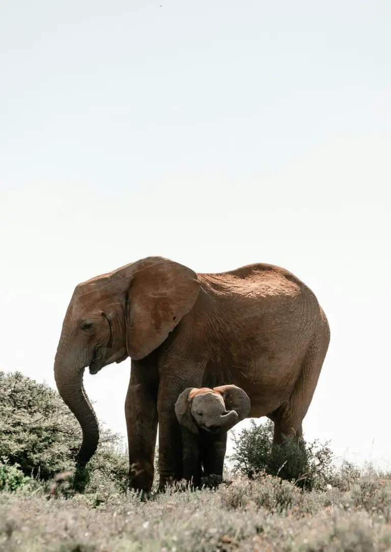 Jade plants native habitat with an adult and baby elephant