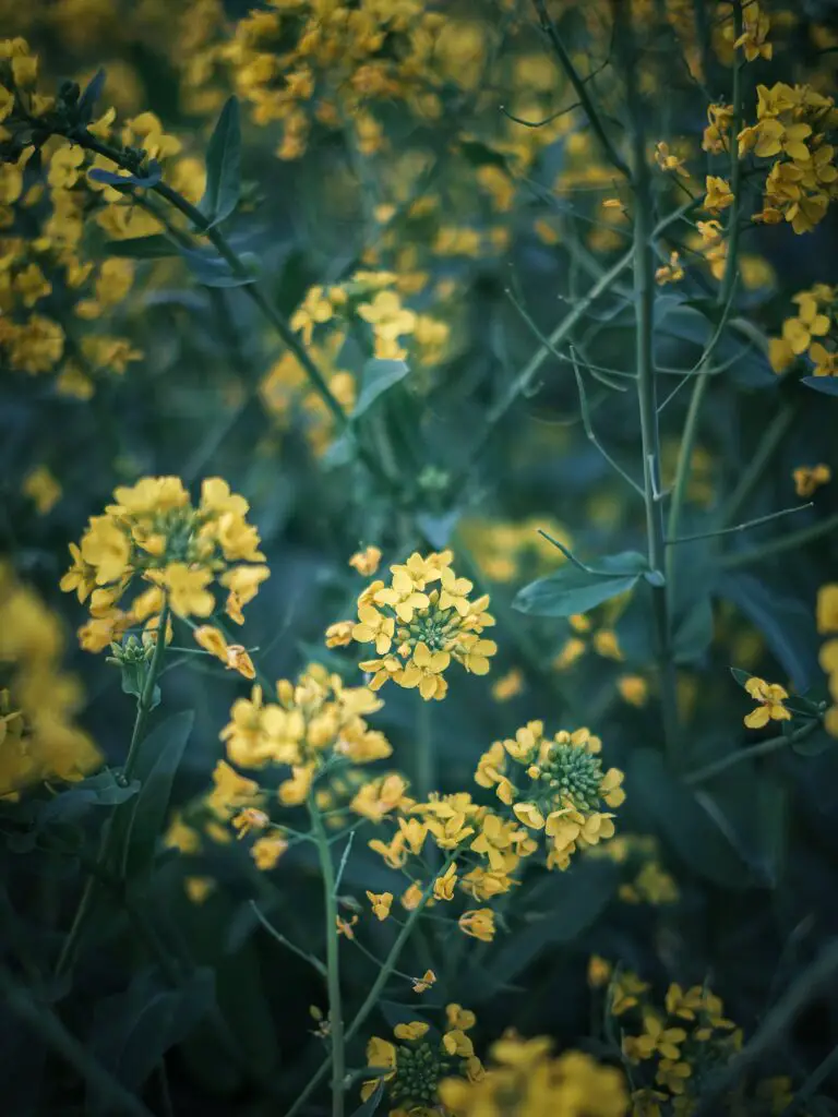 Learn how to say crassulacean with a visual example of a flowering rapeseed plant