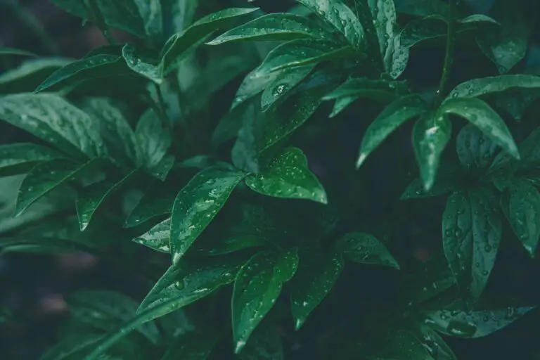 Lush Crassula ovata in natural setting