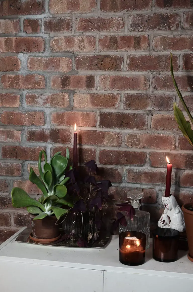 Mature Crassula Ovata plant with burning candles against brick wall