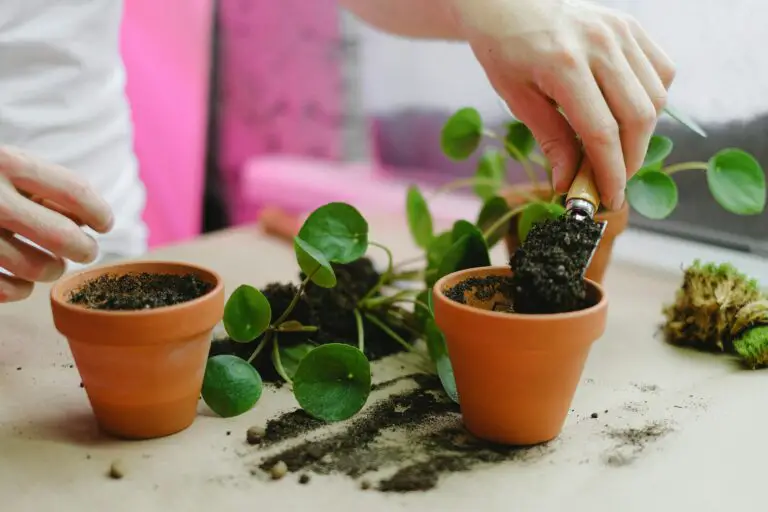 Repotting Crassula plant for healthy growth