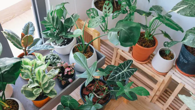 Safe and non-toxic houseplants as alternatives to Crassula