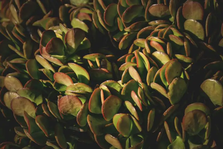 Should jade plants be pruned - Close up of Jade Plant Leaves