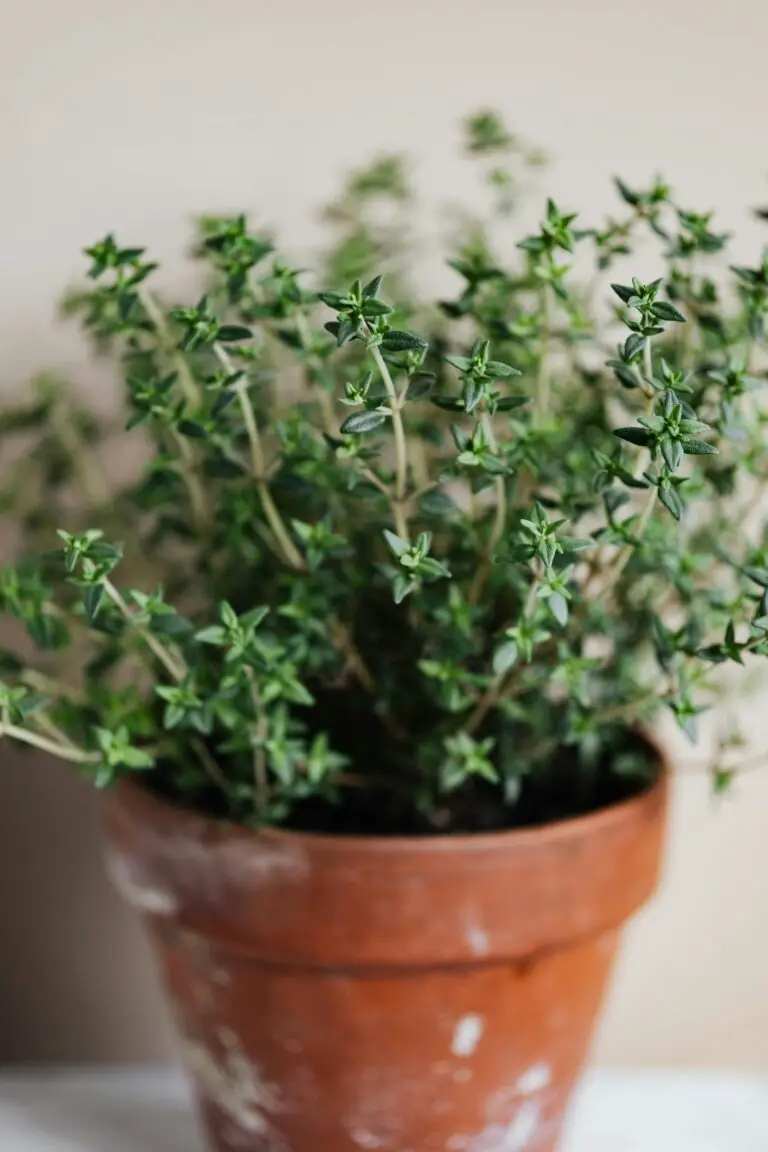 Understanding the difference between Crassula and Jade Plant care