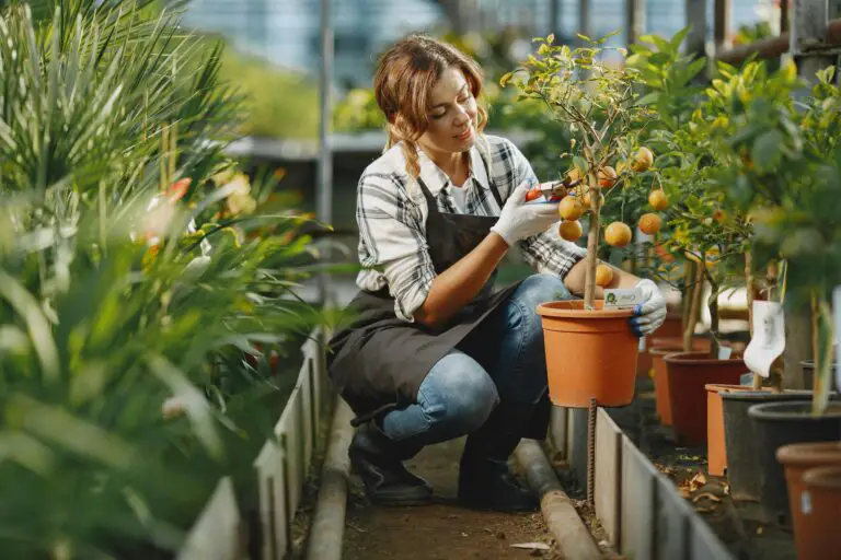 When to prune Crassula ovata, woman performing pruning