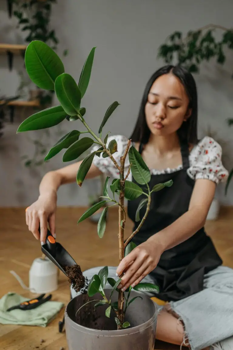 When to water crassula, woman adequately watering succulent