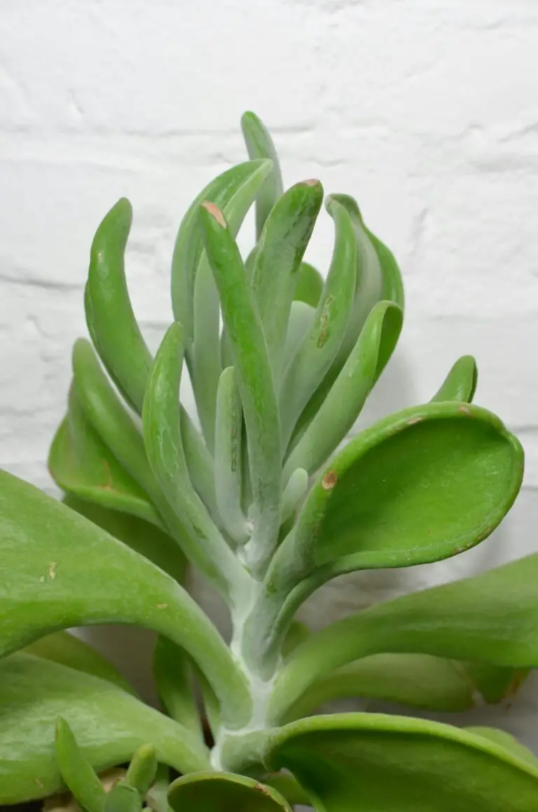 Where to buy Crassula plant online for your home or garden