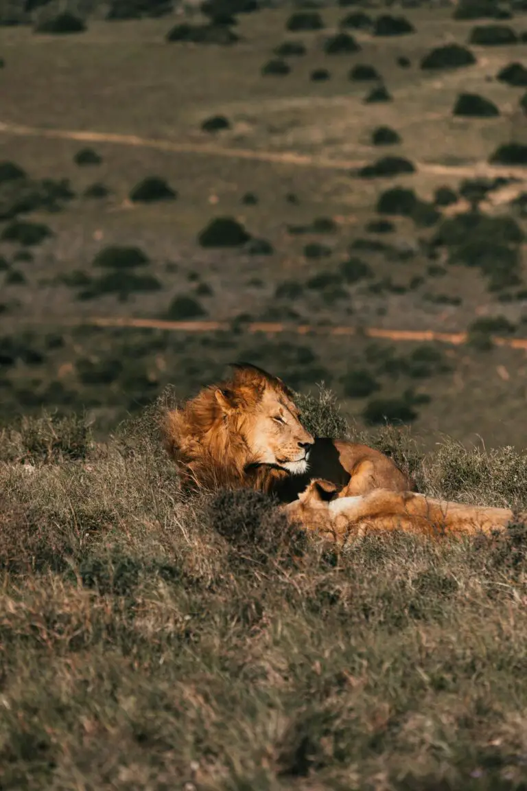 Wild lion resting in grass in daylight portraying Crassula's natural habitat