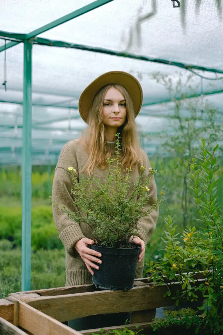 how long do crassula live with proper care by a female gardener