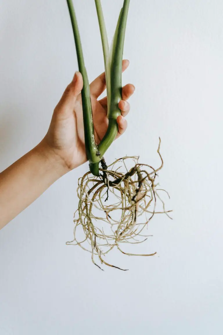 how often to water Crassula - horticulturist demonstrating plant roots