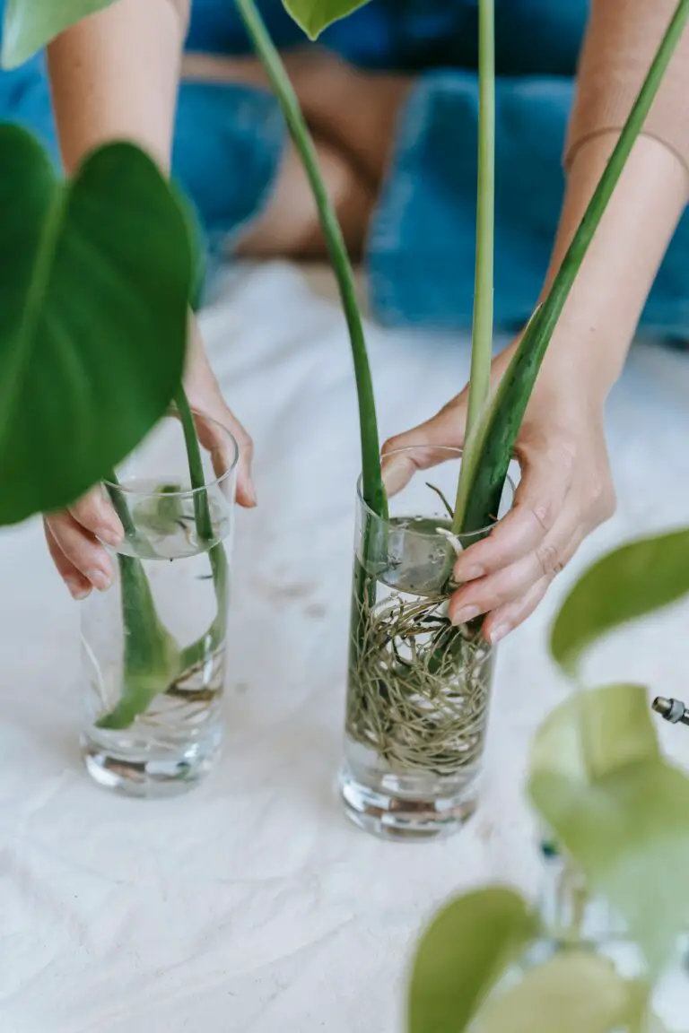 how often to water crassula during different life stages