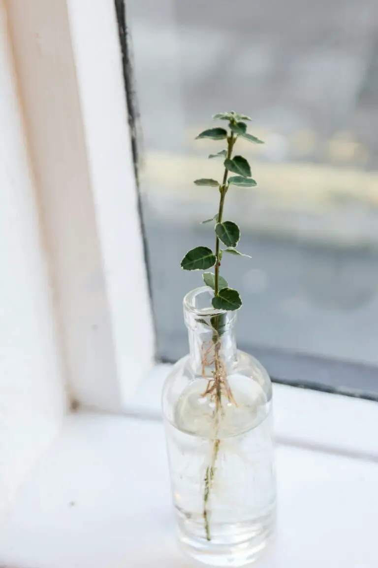 how often to water crassula with a Green Plant in Clear Glass Jar