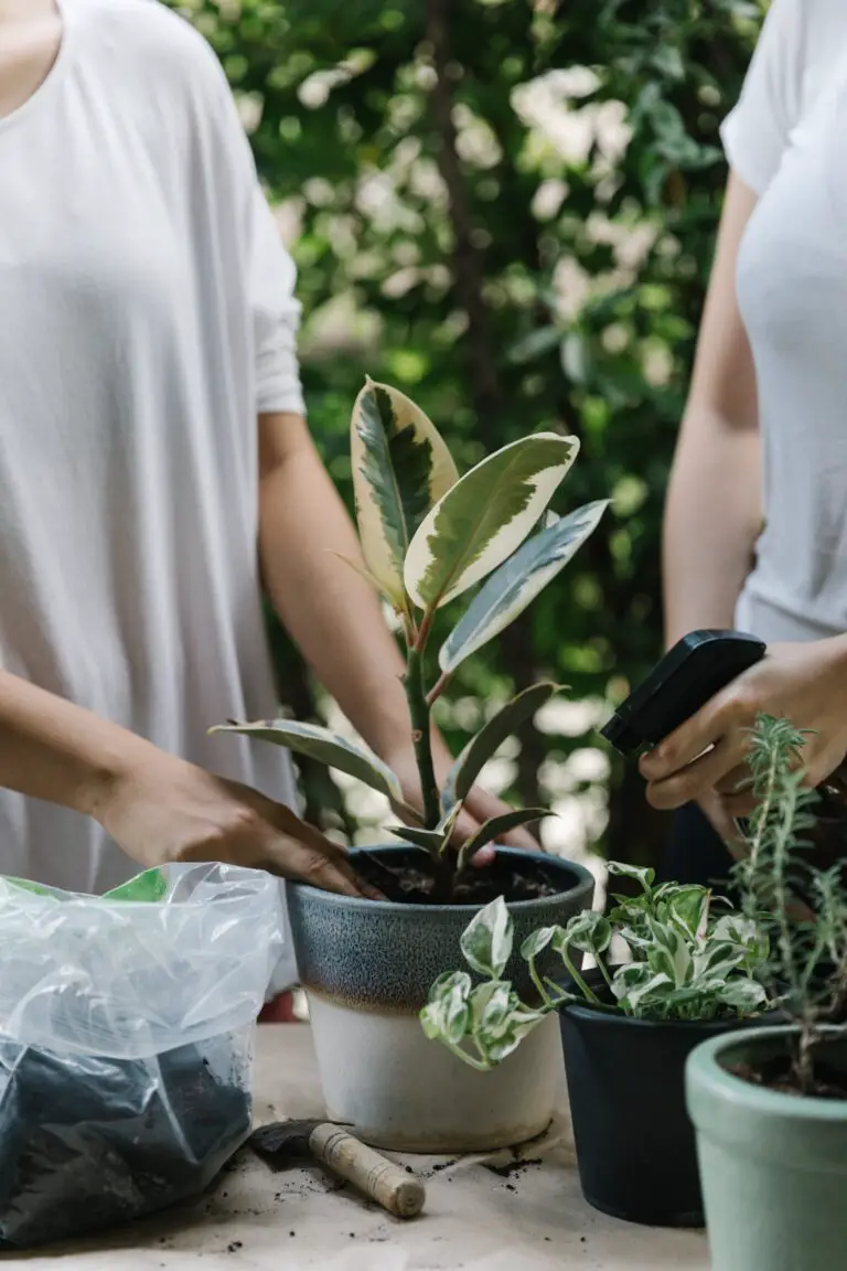 how to take care of a crassula, women preparing plant for garden