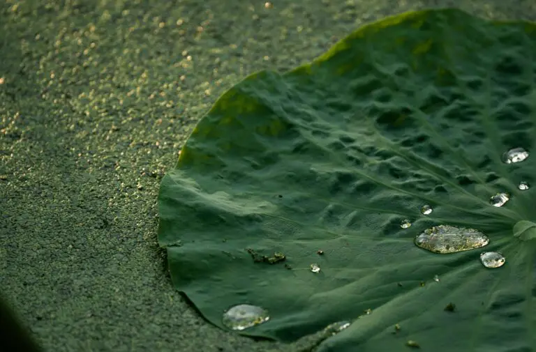 how to water Crassula ovata - leaf with water droplets