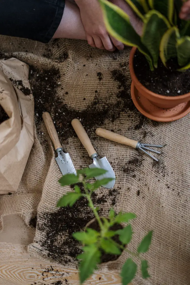 how to water crassula ovata with proper soil and drainage