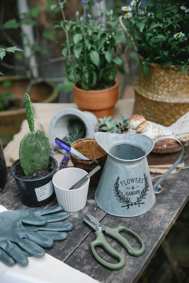 is crassula a succulent care on a wooden table with gardening tools