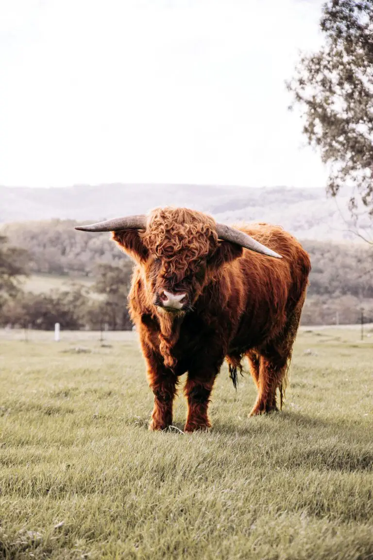 jade plants native habitat, a furry buffalo in green South African field