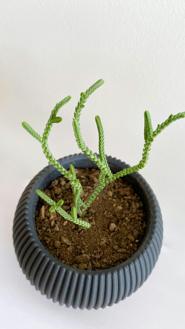 when are crassula dormant - Close-up of a Green Plant on a Pot