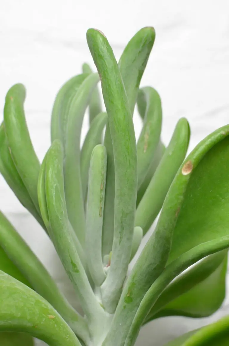 when are crassula dormant - Closeup of colorful succulent plant with wavy green stalks and thick foliage growing on white background