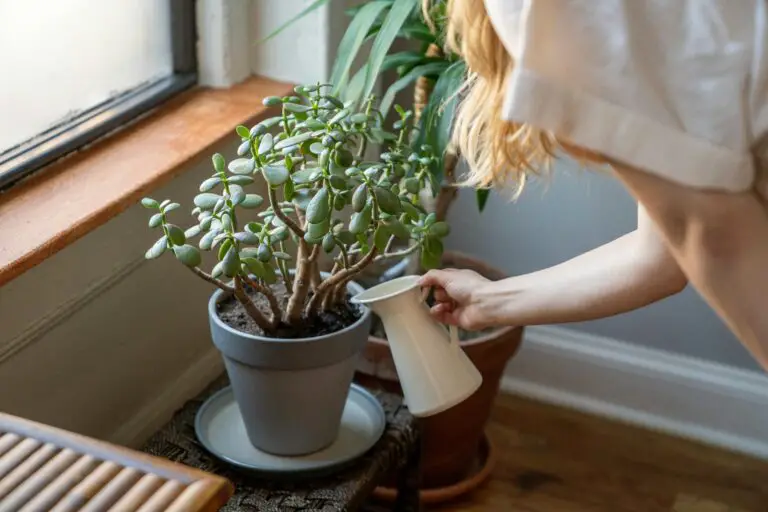 when to water crassula ovata - A Person Watering a Plant