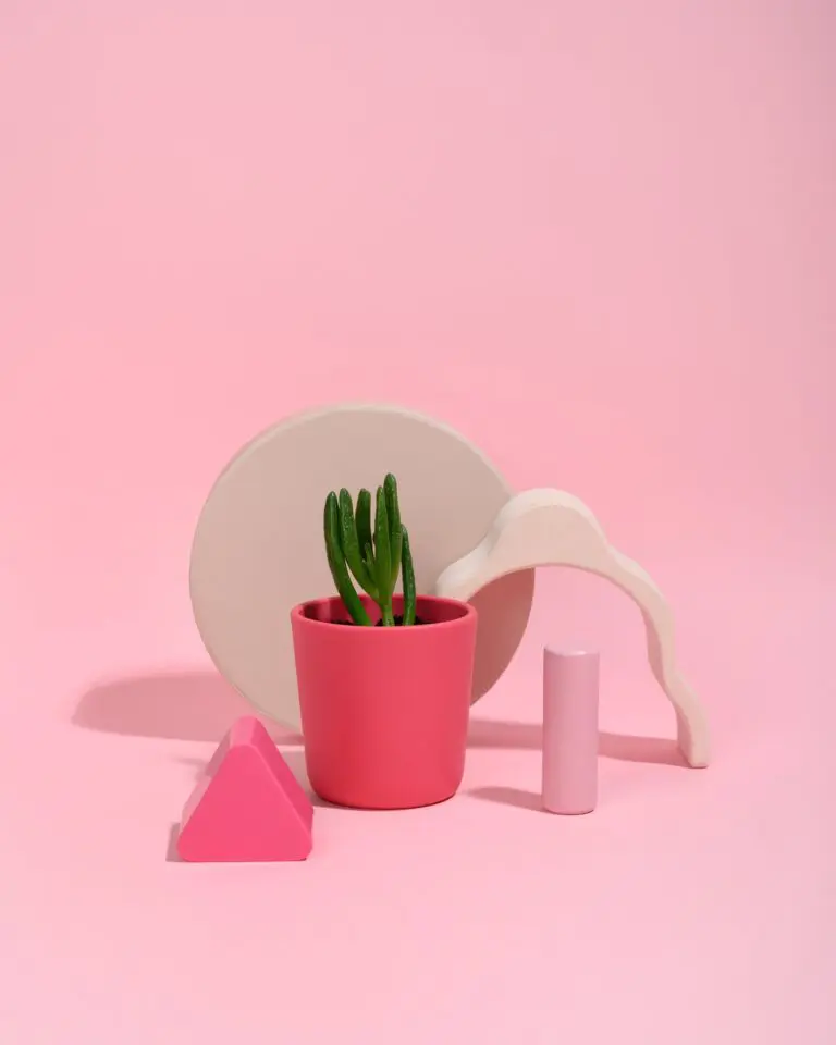 where can i get crassula companion planting
