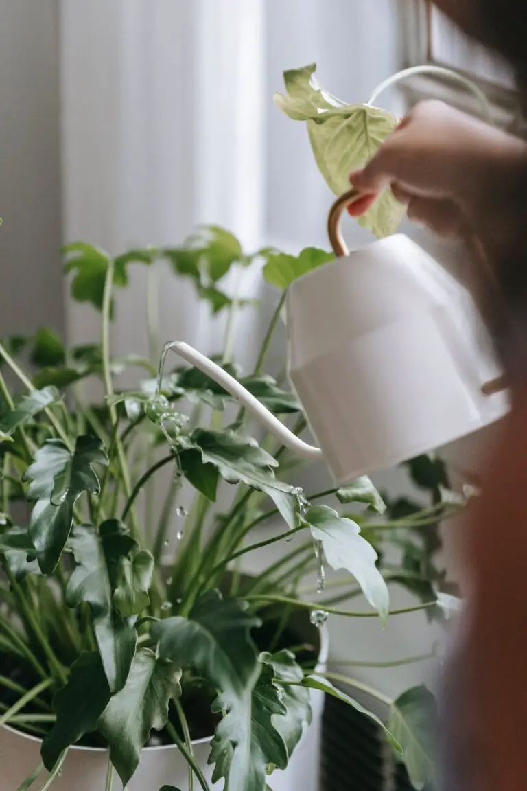 A person watering sedum in part shade conditions, showcasing its adaptability to various lighting environments