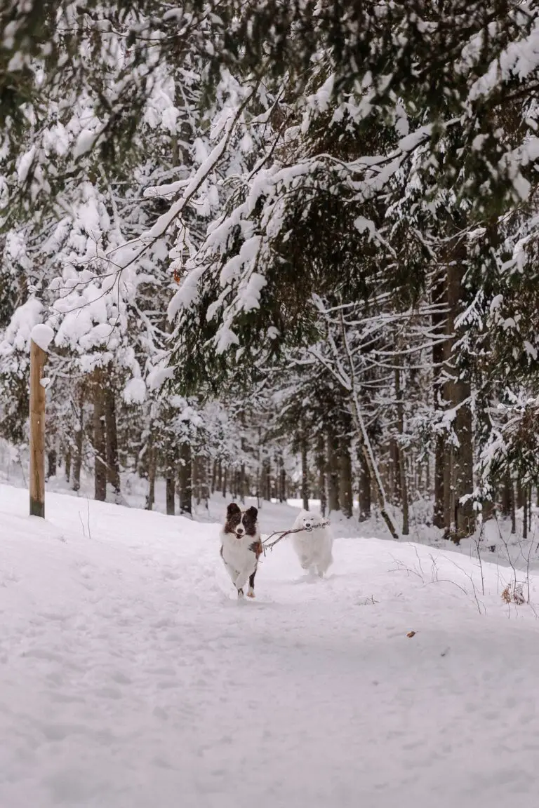 Are Sedum Poisonous to Dogs - A dog running through the snow in the woods