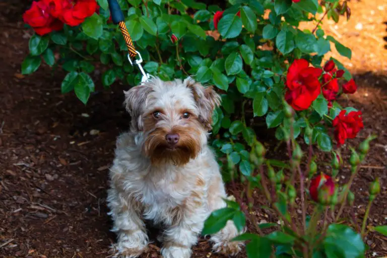 Are sedum plants toxic to dogs - A Yorkie near Plants