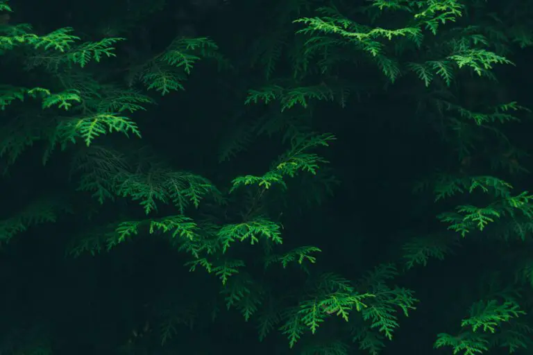 Are sedums evergreen, Green Pine Tree Leaves