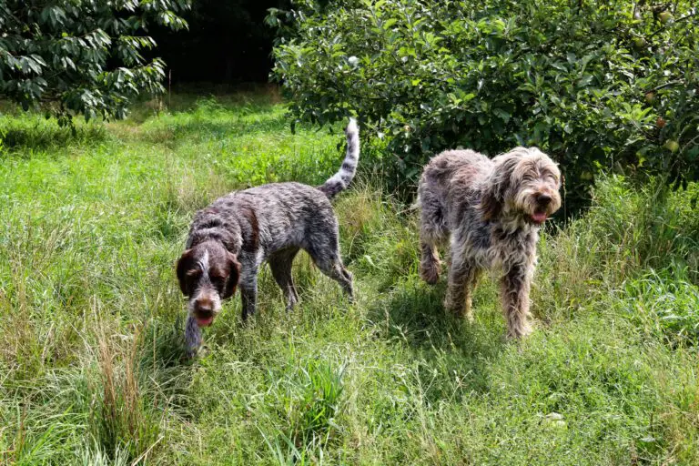 Brown and White Short Coated Dog on Green Grass Field, depicting are sedum plants toxic to dogs