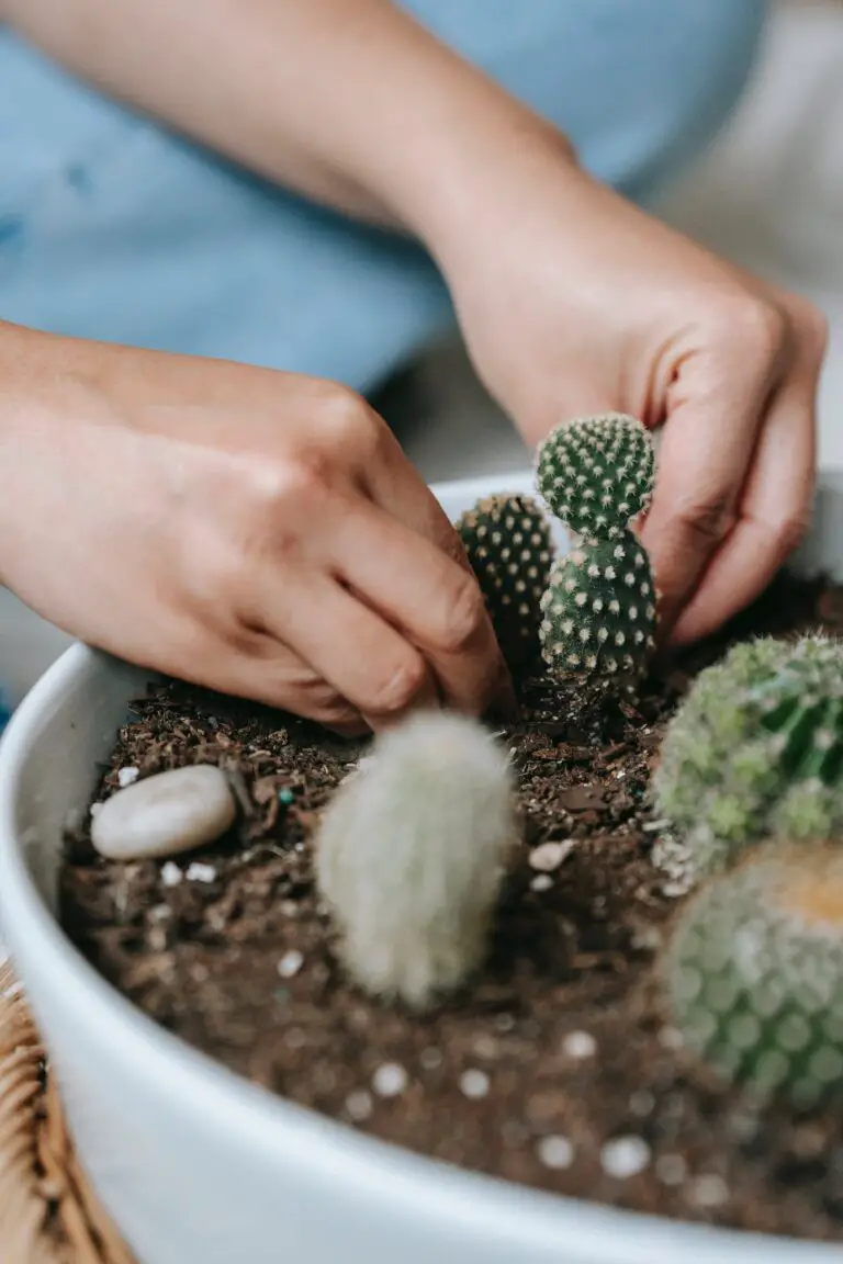 Can I grow sedum indoors - Gardener planting seedling in fertile soil